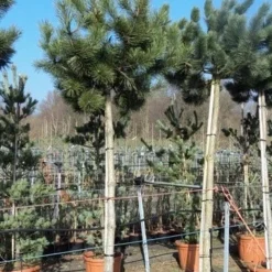 Oostenrijkse Den Als Boom (Pinus Nigra Nigra) 25 Oostenrijkse Den Als Boom (Pinus Nigra Nigra) -Groen Ziel Verkoop pinus nigra nigra stamboom 250 300