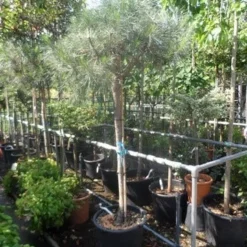 Parasolden Op Stam (Pinus Pinea) -Groen Ziel Verkoop pinus pinea 120 150stam c50