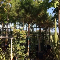 Parasolden Op Stam (Pinus Pinea) -Groen Ziel Verkoop pinus pinea 2025cm stam 200cm