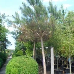 Parasolden Op Stam (Pinus Pinea) -Groen Ziel Verkoop pinus pinea 30 40ho c350 1