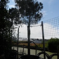 Parasolden Op Stam (Pinus Pinea) -Groen Ziel Verkoop pinus pinea 35 40 ho c750