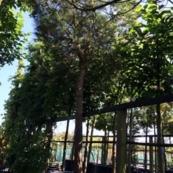 Parasolden Op Stam (Pinus Pinea) -Groen Ziel Verkoop pinus pinea 3540cm c750 250cm stam