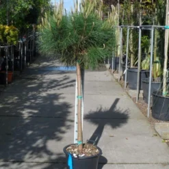 Parasolden Op Stam (Pinus Pinea) -Groen Ziel Verkoop pinus pinea halfstam c30