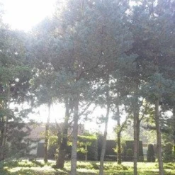 Grove Den (Pinus Sylvestris) -Groen Ziel Verkoop pinus sylvestris 60 70 2 1