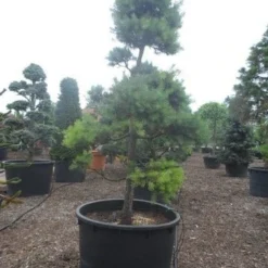 Grove Den Als Bonsai (Pinus Sylvestris) -Groen Ziel Verkoop pinus sylvestris bonsai c1000