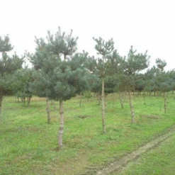 Grove Den (Pinus Sylvestris) -Groen Ziel Verkoop pinus sylvestris opstam 1