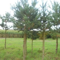 Grove Den (Pinus Sylvestris) -Groen Ziel Verkoop pinus sylvestris opstam 20 25 1 1