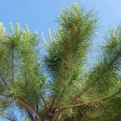 Parasolden (Pinus Pinea) -Groen Ziel Verkoop pinuspinea02