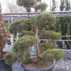 Grove Den Als Bonsai (Pinus Sylvestris) -Groen Ziel Verkoop pinussylvestrisbonsai01