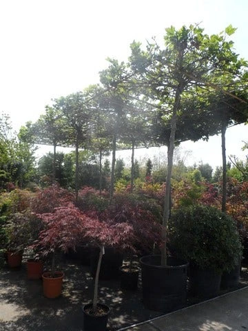 Dakplataan (Platanus Hispanica ) 12 Dakplataan (Platanus Hispanica ) - Afbeelding 12