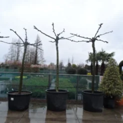 Dakplataan (Platanus Hispanica ) 24 Dakplataan (Platanus Hispanica ) -Groen Ziel Verkoop platanus acerifolia 25 30 35 dakvorm 1