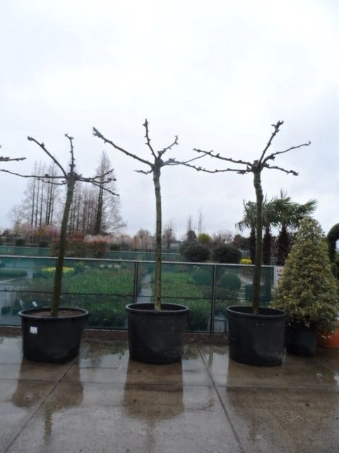 Dakplataan (Platanus Hispanica ) 11 Dakplataan (Platanus Hispanica ) - Afbeelding 11