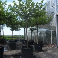 Dakplataan (Platanus Hispanica ) 26 Dakplataan (Platanus Hispanica ) -Groen Ziel Verkoop platanus acerifolia 25 30 35ho c350 dakvorm met zelfstaande armen