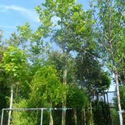 Plataan (Platanus Hispanica) 14 Plataan (Platanus Hispanica) -Groen Ziel Verkoop platanus acerifolia 25 30ho cont