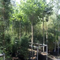 Bolplataan (Platanus 'Alphen's Globe') -Groen Ziel Verkoop platanus acerifolia alphen s globe 12 14ho cont. 1