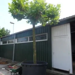 Dakplataan (Platanus Hispanica ) 27 Dakplataan (Platanus Hispanica ) -Groen Ziel Verkoop platanus acerifolia dakvorm 35 40 50ho c1000