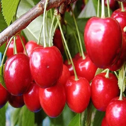 Kersenboom (Prunus Avium 'Hedelfinger Riesenkirsche') 7 Kersenboom (Prunus Avium 'Hedelfinger Riesenkirsche') - Afbeelding 7