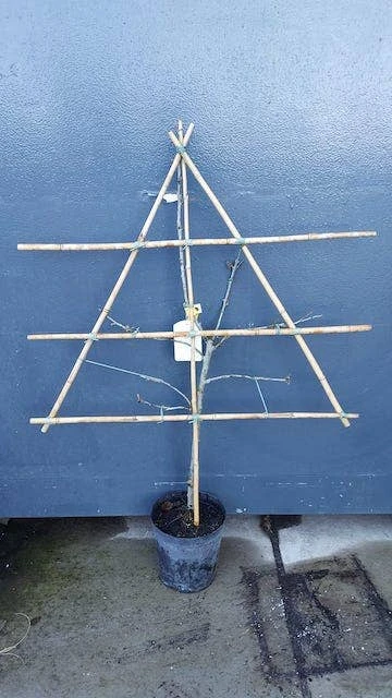 Lei-Pruim (Prunus Domestica 'Ontario') 2 Lei-Pruim (Prunus Domestica 'Ontario') - Afbeelding 2