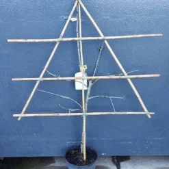 Lei-Pruim (Prunus Domestica 'Mirabelle De Nancy') 5 Lei-Pruim (Prunus Domestica 'Mirabelle De Nancy') -Groen Ziel Verkoop pruim lei 1 8 2