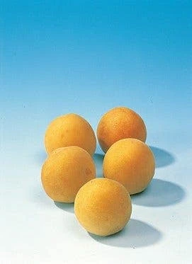 Lei-Pruim (Prunus Domestica 'Mirabelle De Nancy') 2 Lei-Pruim (Prunus Domestica 'Mirabelle De Nancy') - Afbeelding 2