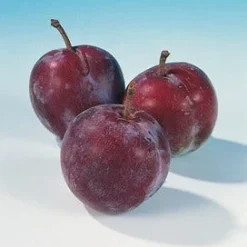 Pruimenboom (Prunus Domestica 'Opal') -Groen Ziel Verkoop pruim opal