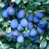 Pruimenboom (Prunus Domestica 'Damson')