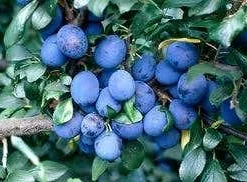 Lei-Pruim (Prunus Domestica 'Damson')