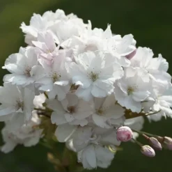 Japanse Sierkers Als Struik (Prunus Serrulata 'Amanogawa')
