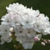 Japanse Sierkers Als Struik (Prunus Serrulata 'Amanogawa')