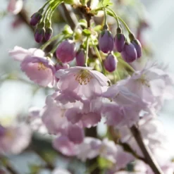 Japanse Sierkers (Prunus 'Accolade') 5 Japanse Sierkers (Prunus 'Accolade') -Groen Ziel Verkoop prunus accolade02 1 1