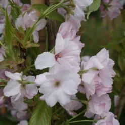 Japanse Sierkers Als Zuilboom (Prunus Serrulata 'Amanogawa') -Groen Ziel Verkoop prunus amanogawa 1