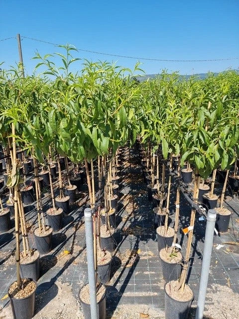 Abrikoos Als Halfstam (Prunus Armeniaca 'Antonio Errani') 1 Abrikoos Als Halfstam (Prunus Armeniaca 'Antonio Errani')