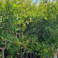 Abrikoos Als Halfstam (Prunus Armeniaca 'Antonio Errani') 7 Abrikoos Als Halfstam (Prunus Armeniaca 'Antonio Errani') -Groen Ziel Verkoop prunus armeniaca antonio errani 2 1 1