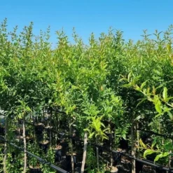 Abrikoos Als Halfstam (Prunus Armeniaca 'Antonio Errani') 6 Abrikoos Als Halfstam (Prunus Armeniaca 'Antonio Errani') -Groen Ziel Verkoop prunus armeniaca antonio errani 3 1