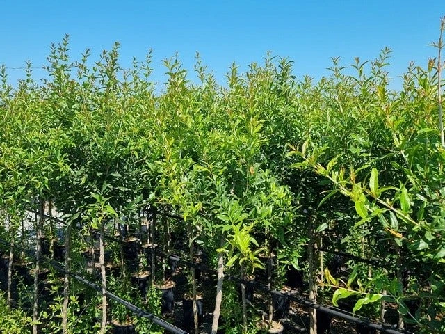 Abrikoos Als Halfstam (Prunus Armeniaca 'Antonio Errani') 3 Abrikoos Als Halfstam (Prunus Armeniaca 'Antonio Errani') - Afbeelding 3