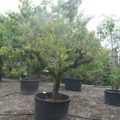 Abrikozenboom (Prunus Armeniaca) -Groen Ziel Verkoop prunus armeniaca eetabrikoos halfstam c750 solitair 1