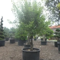 Abrikozenboom (Prunus Armeniaca) -Groen Ziel Verkoop prunus armeniaca halfstam c750 1