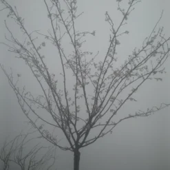 Japanse Sierkers (Prunus Subhirtella 'Autumnalis') 7 Japanse Sierkers (Prunus Subhirtella 'Autumnalis') -Groen Ziel Verkoop prunus autumnalis 2