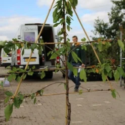Lei-kers (Prunus Avium 'Hedelfinger Riesenkirsche') 5 Lei-kers (Prunus Avium 'Hedelfinger Riesenkirsche') -Groen Ziel Verkoop prunus avium hedelfinger riesenkirschen 2 1