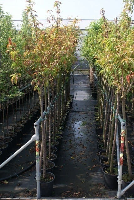 Kersenboom (Prunus Avium 'Bigarreau Burlat') 2 Kersenboom (Prunus Avium 'Bigarreau Burlat') - Afbeelding 2