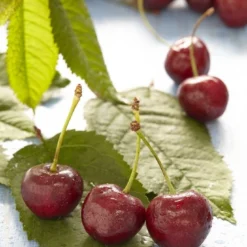 Lei-Kers (Prunus Avium 'Sunburst')
