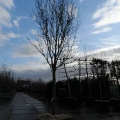 Rode Kerspruim Als Boom (Prunus Cerasifera 'Nigra') 17 Rode Kerspruim Als Boom (Prunus Cerasifera 'Nigra') -Groen Ziel Verkoop prunus cer. nigra 35 40