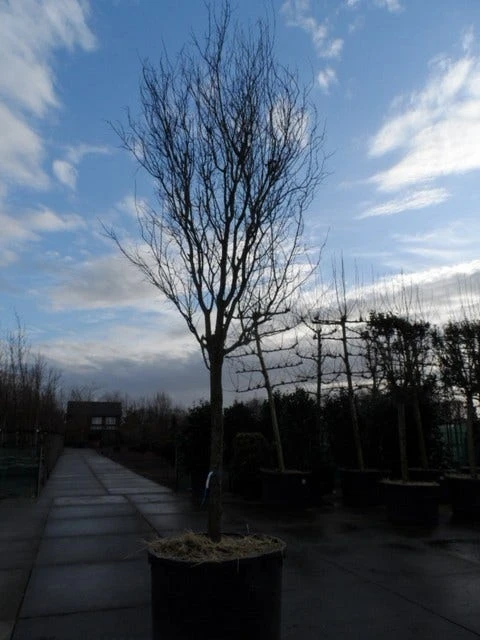 Rode Kerspruim Als Boom (Prunus Cerasifera 'Nigra') 9 Rode Kerspruim Als Boom (Prunus Cerasifera 'Nigra') - Afbeelding 9