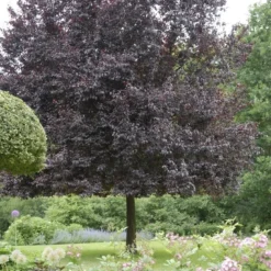 Rode Kerspruim Als Leiboom (Prunus Cerasifera 'Nigra' ) 5 Rode Kerspruim Als Leiboom (Prunus Cerasifera 'Nigra' ) -Groen Ziel Verkoop prunus cerasifera nigra 1