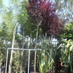 Rode Kerspruim Als Boom (Prunus Cerasifera 'Nigra') 15 Rode Kerspruim Als Boom (Prunus Cerasifera 'Nigra') -Groen Ziel Verkoop prunus cerasifera nigra 14 16 18ho cont