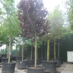 Rode Kerspruim Als Boom (Prunus Cerasifera 'Nigra') 16 Rode Kerspruim Als Boom (Prunus Cerasifera 'Nigra') -Groen Ziel Verkoop prunus cerasifera nigra 30 40ho c750