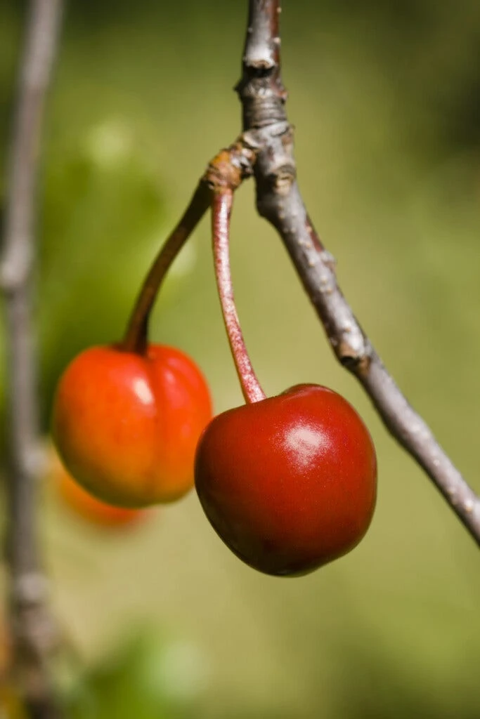 Morel (Prunus Cerasus 'Kelleris Nr. 16') 1 Morel (Prunus Cerasus 'Kelleris Nr. 16')