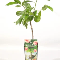 Pruimenboom (Prunus Domestica 'Opal') -Groen Ziel Verkoop prunus dom. opal rp2l pruim vroeg zoet paars