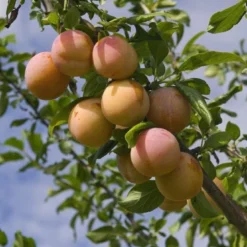 Pruimenboom (Prunus Domestica 'Reine Claude' D'Oullins')