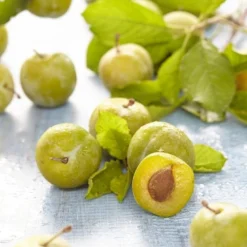 Lei-Pruim (Prunus Domestica 'Ontario')